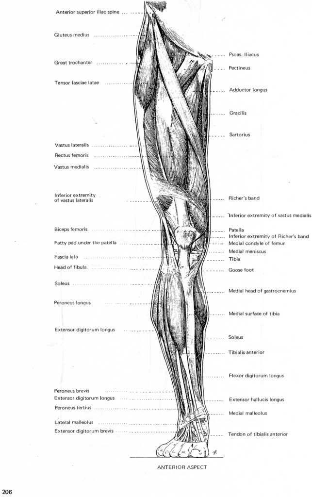 robert beverly hale artistic anatomy pdf